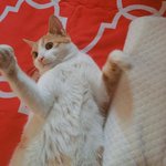[댓글부탁해] 고양이 잃어버렸다가 찾은 애 있니ㅜㅜ