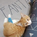 [고양이] 노랑 고양이 <b>보배</b>