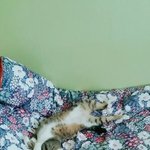울<b>집</b> 고양이보다 특이하게 자는 <b>새</b>럼있냐