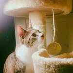 <b>gs25</b> 도시락컵라면 원플원임 달려가라