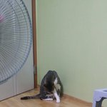 고양이가 싱크대위로 올라와서 털에 불붙음;;
