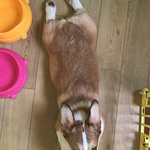 [코코모카] 코코 모카 크림이#6