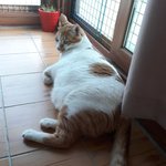 나의 동거묘 도칠이와 집사 투샷 및 도칠이 <b>독사진</b>