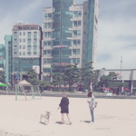 [꼭봐주세요] 부산 광안리<b>해수</b>욕장 개똥커플