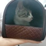 [길냥이미소] (감사합니다 추가글) <b>엘베</b>앞까지 따라온 임신한 길고양이