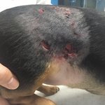 [꼭봐주세요] 저희 강아지가 물렸습니다 (중랑구 묵동<b>주민</b>분들 도와주세요)