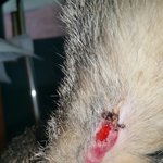 [꼭댓글부탁] 길냥이 다쳤는데요 사람이<b>한</b><b>짓</b>일까요?