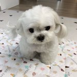 [댓글부탁해] (귀여움배틀) 누가더 귀여워?