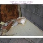 [<b>명랑</b>엽떡] 다 죽어가는 길고양이 데려온 후기