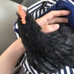 [무무닭] 검진편 - 집에서 부화시킨 청계아리 성장일기