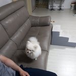 우리 이쁜이 사진 올려보아요