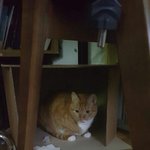 [댓글부탁해] 뚱냥이는 <b>신이</b> 내린 선물이야❤