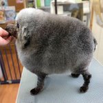 미용실 다녀온 <b>멍뭉이</b>들
