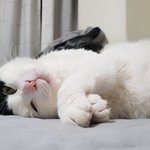 강제입양 당했어요 +사진 추가 + <b>순딩</b>이 본주 찾았어요