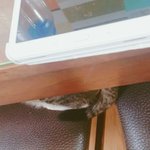 밥먹고있는 내옆에 누워있는 고양이 보실?