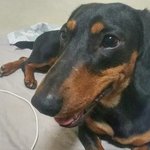 <b>수유</b>3동 우체국앞에서 닥스훈트 잃어버리신분..