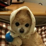요<b>욤</b>