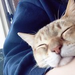 [댓글부탁해] 얘들아 이 고양이 무슨종이야?