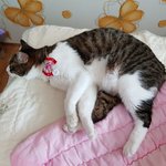 꼬미봉구5