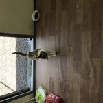길냥이 <b>통신</b>이 근황입니다.