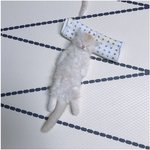 [명랑엽떡] <b>반듯</b>하게 누워 자는 아기냥이