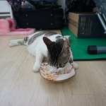 [길냥이미소] 엘베앞까지 따라온 임신한길냥이 출산후기