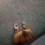 코르기 코르기