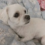 [드루와] 얘들아 바지가 너무 작아 <b>퓨</b>ㅠㅠ