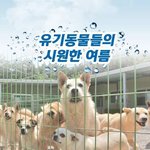 유기동물들에게도 <b>더위</b>를 피할 힘을 주세요
