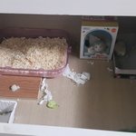 <b>노숙</b>햄스터의 근황