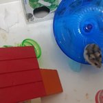 시장 햄스터 근황~~~