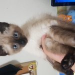 [고양이] 우리 친해질수 있을까?? 와칸다와 블랙팬서 만남이야기...