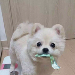 엔터톡이<b>중성</b> ㅈㄴ웃긴게