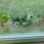 <b>울</b><b>집</b>길고양이 좀 자랑할래