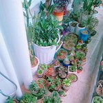 우리 집에 <b>화초</b> 짱 많음