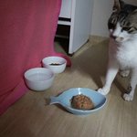 [길냥이미소] 생후 2주차 다섯마리 새끼고양이와 어미냥이 미소