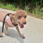 상문/푸들/남아/4살/3.5kg    <b>우직</b>한 상문이예요.