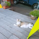 [길냥이미소] 편의점에사는아기냥이삼남매!