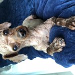 [강아지] (사진)<b>대천</b>해수욕장유기견출신헐크왔어요^^