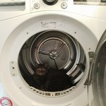 [고양이] 903일째 육아육묘