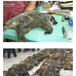 (<b>청원</b>) 동물 학대 <b>반대청원</b>에 동의해주세요