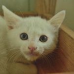 짱구/<b>터키</b>쉬앙고라믹스/남아/2개월추정  *아직은 사람이 두려운 짱구