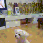 [댓글부탁해] <b>덩치</b> 큰 거