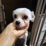 [강아지] 2키로 말티즈 <b>남아</b>