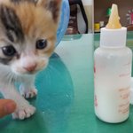 [고양이] <b>생후</b> 3주의 미모 전성기 삼색아가의 평생 가족을 찾아주려고...