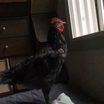 [무무닭] 닭 키우기 전 고려사항 - 집에서 부화시킨 청계아리 성장일기