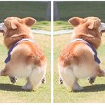 씨스타 춤 추는 <b>웰시</b>코기 사진