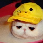 돼지야 어디서 <b>모하</b>냐