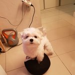 [키보] 매일매일 심쿵사 당하는 견주이야기 1 (심쿵주의)