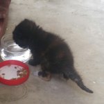 [고양이] 길고양이가 새끼를 두고갔어요..